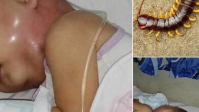 Why You Should Never Kill a House Centipede