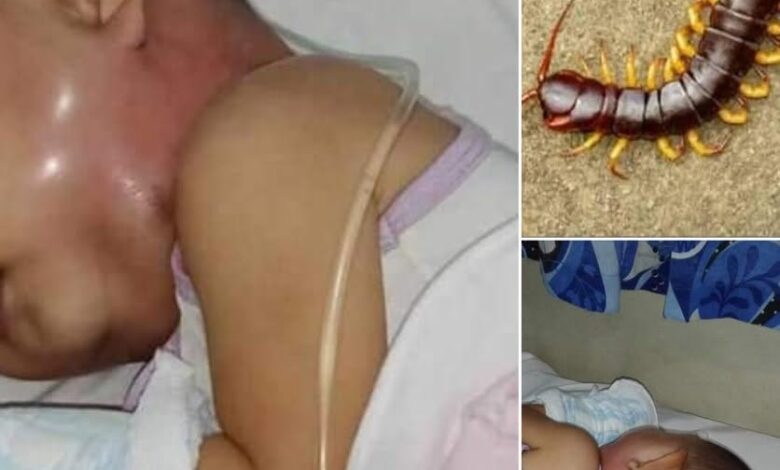 Why You Should Never Kill a House Centipede
