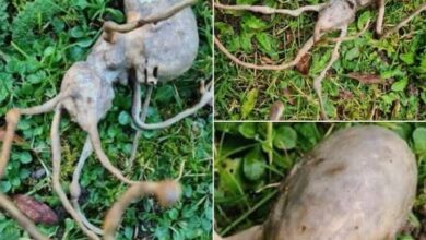 Neighbor Finds a Strange Object in the Garden and the Internet Is Stumped