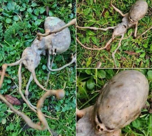 Neighbor Finds a Strange Object in the Garden and the Internet Is Stumped