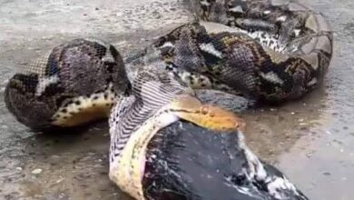 Farmer Sees a Python Regurgitating Its Meal and Realizes Who Is Missing
