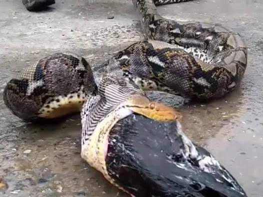 Farmer Sees a Python Regurgitating Its Meal and Realizes Who Is Missing