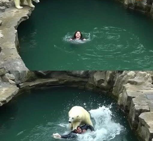 Woman Jumps Into a Polar Bear Enclosure at Berlin Zoo